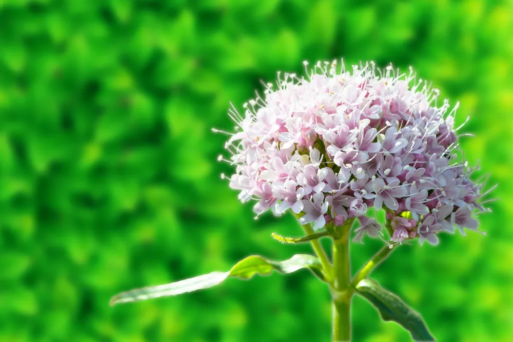 Валериана клубненосная Valeriana tuberosa