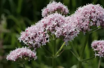 Валериана лекарственная  Valeriána officinális