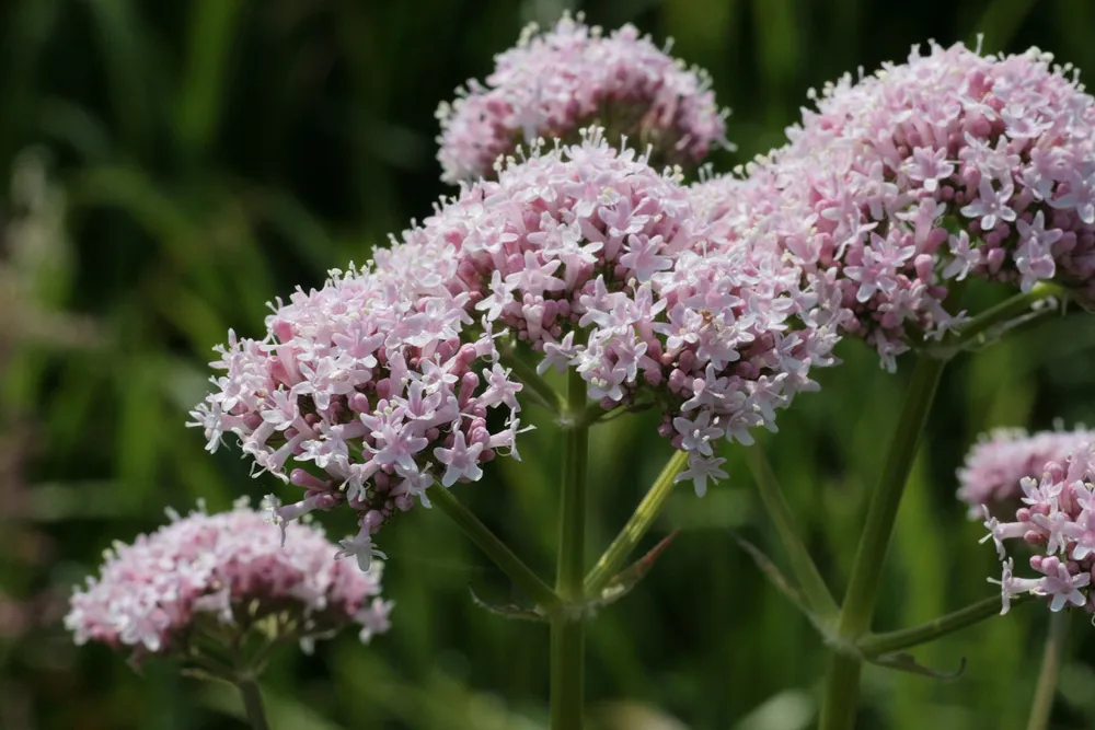 Валериана лекарственная  Valeriána officinális