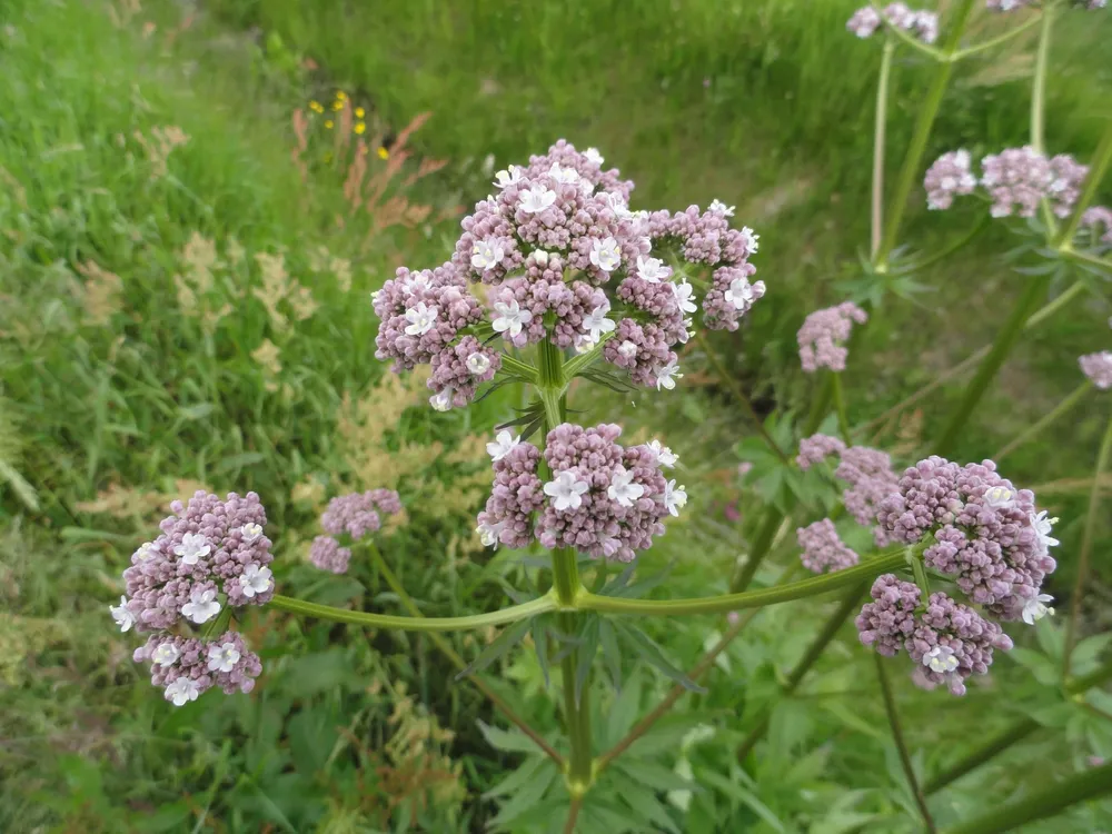 Valeriana officinalis корень