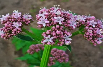 Валериана. Valeriana officinalis