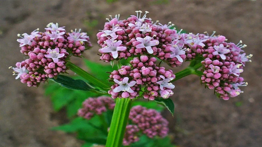 Валериана. Valeriana officinalis