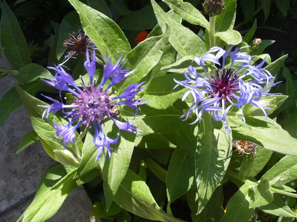 Василек Centaurea Montana