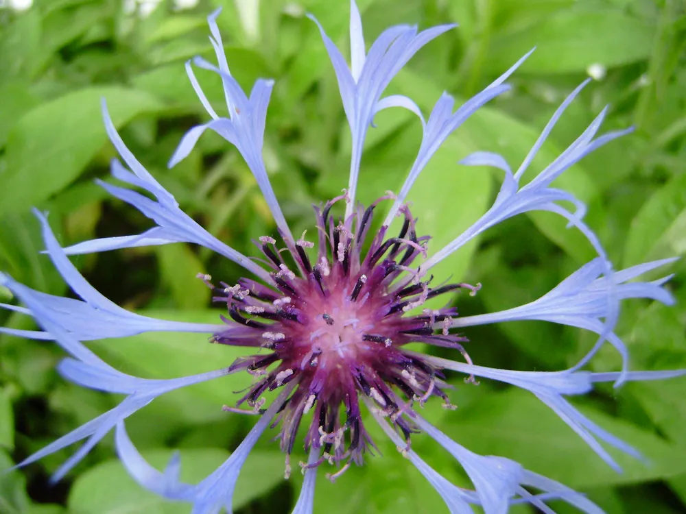 Василек Centaurea Montana