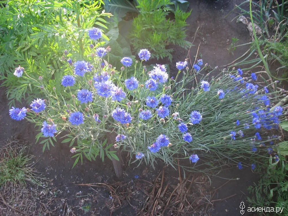 Василёк Донской Centaurea tanaitica Klok.