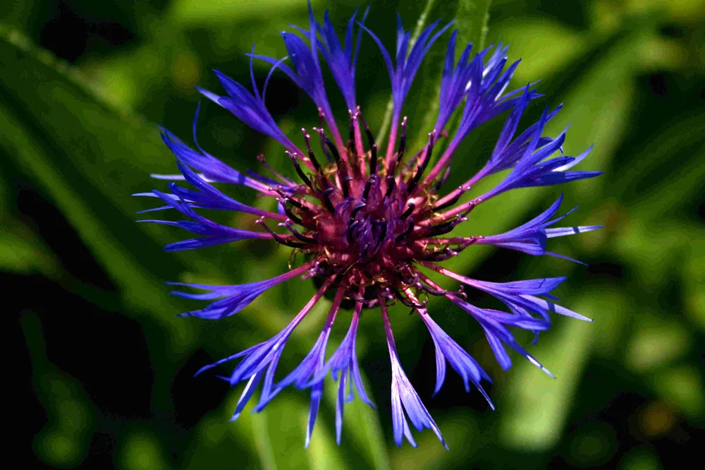 Василек горный Centaurea Montana