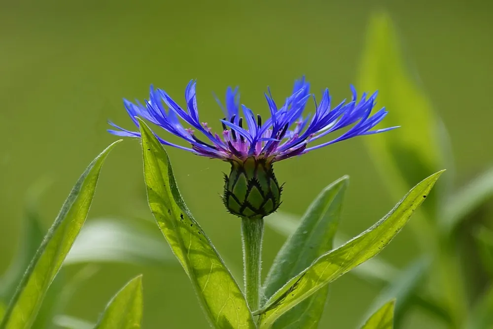 Василек полевой Centaurea cyanus