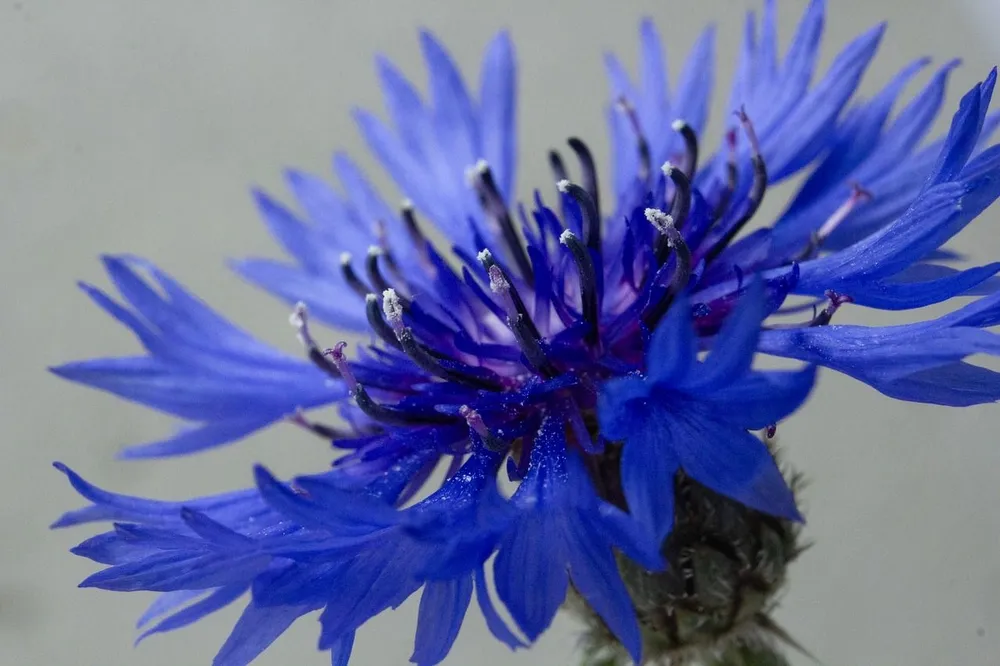 Василек синий Centaurea cyanus l.