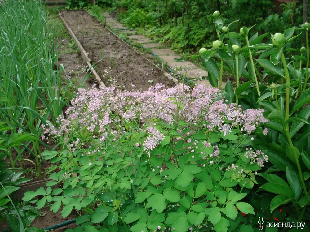 Василистник aquilegifolium