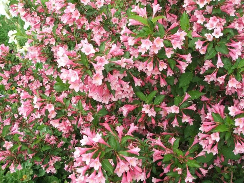 Вейгела Цветущая Weigela Florida