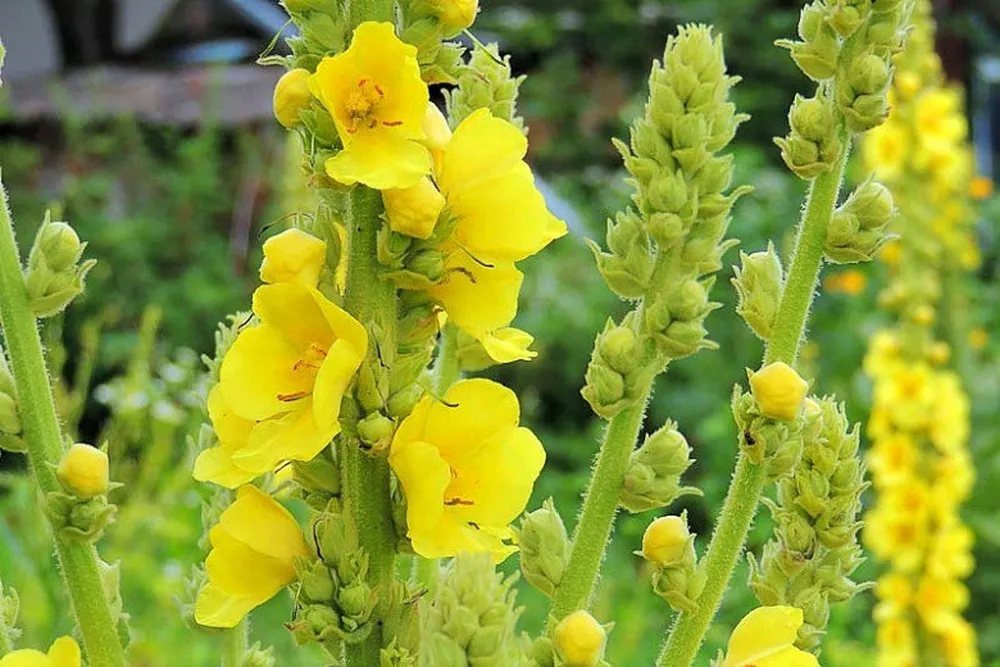 Verbascum Thapsus