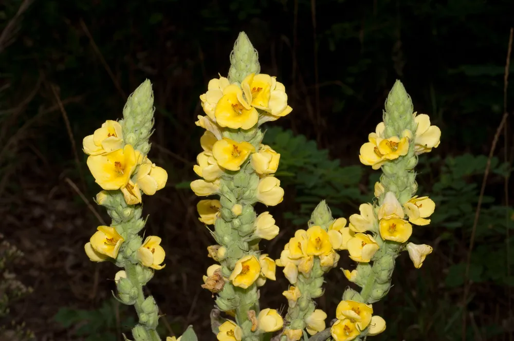 Verbascum Thapsus