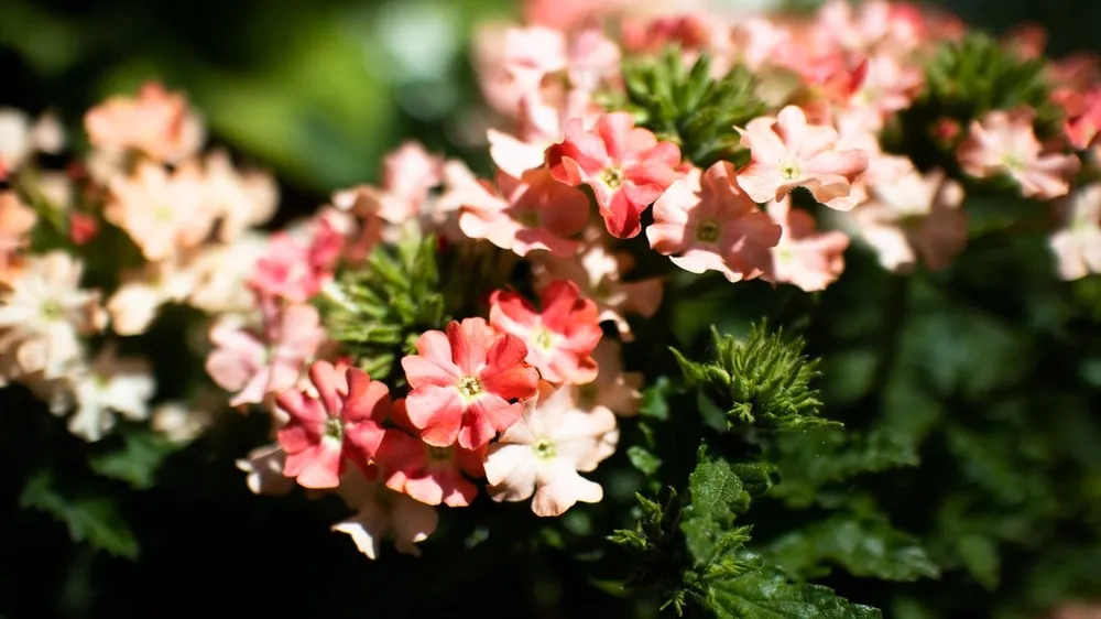 Вербена Verbena Magelana Peach