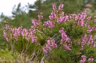 Вереск обыкновенный Calluna vulgaris