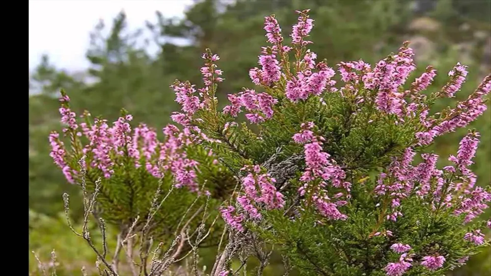 Вереск обыкновенный Calluna vulgaris