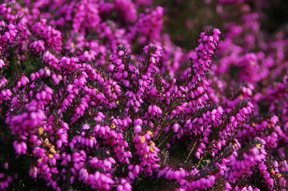 Вереск обыкновенный Calluna vulgaris