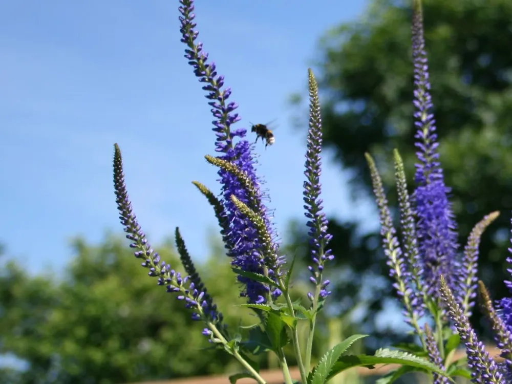 Вероника длиннолистная Veronica longifolia