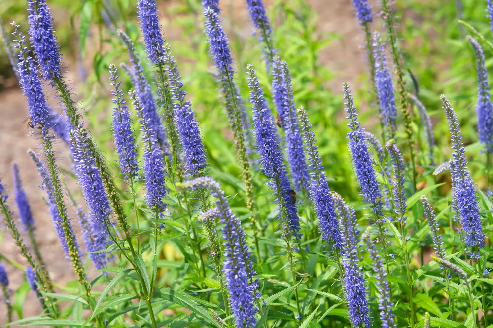 Вероника колосковая Veronica spicata