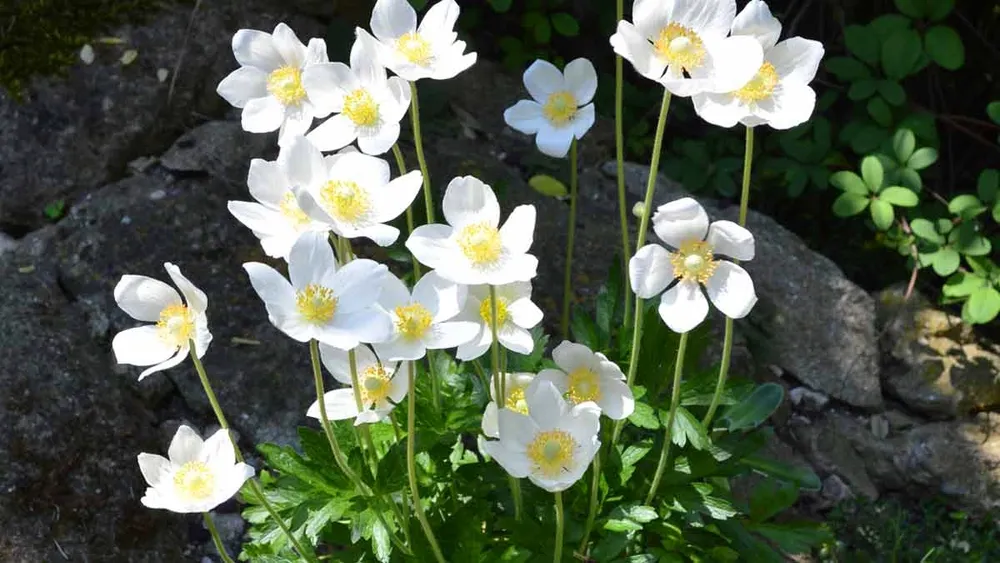 Ветреница Лесная Anemone Sylvestris