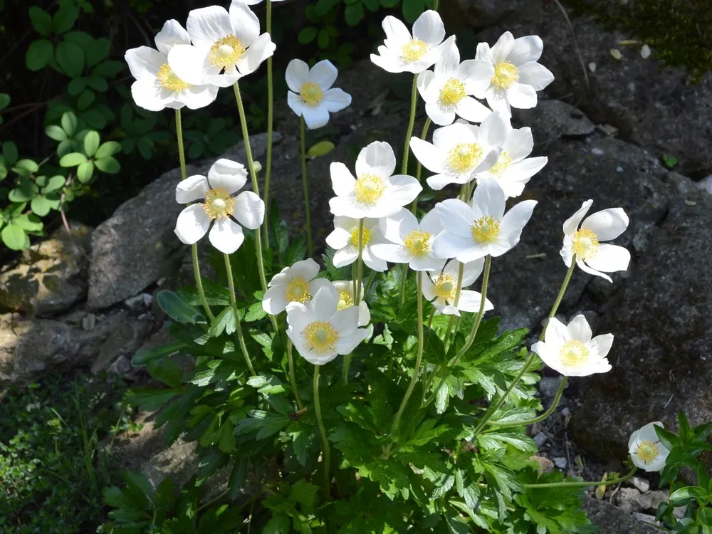 Ветреница Лесная Anemone Sylvestris