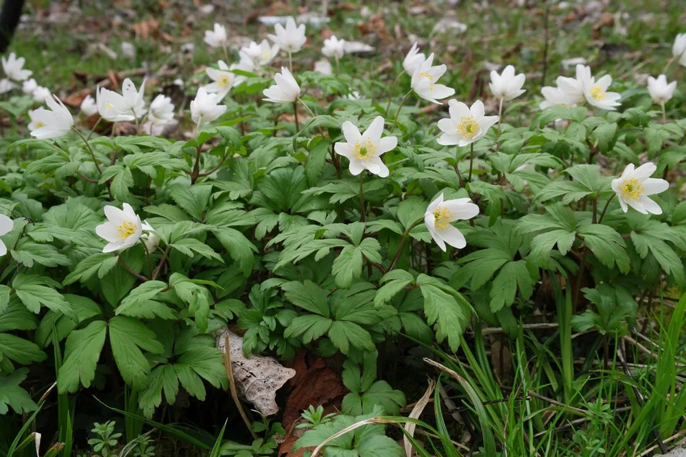 Ветреница Лесная Anemone Sylvestris