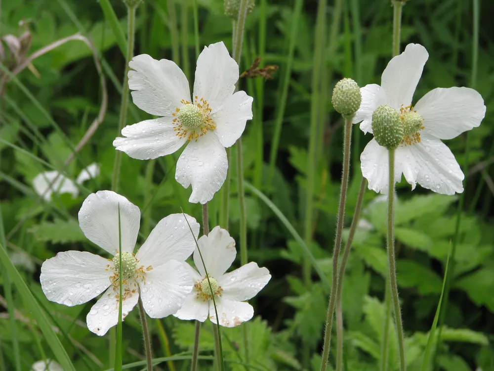 Ветреница Лесная Anemone Sylvestris