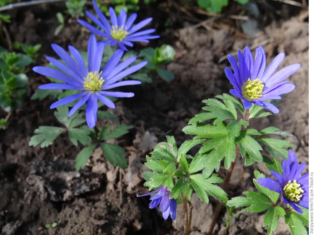 Ветреница нежная Anemone blanda