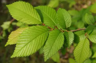 Вяз приземистый Ulmus pumila