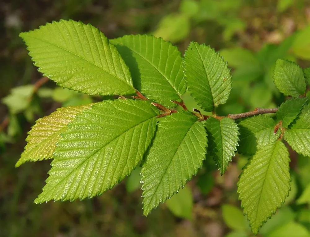 Вяз приземистый Ulmus pumila