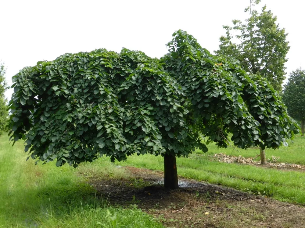 Вяз шершавый Ulmus glabra