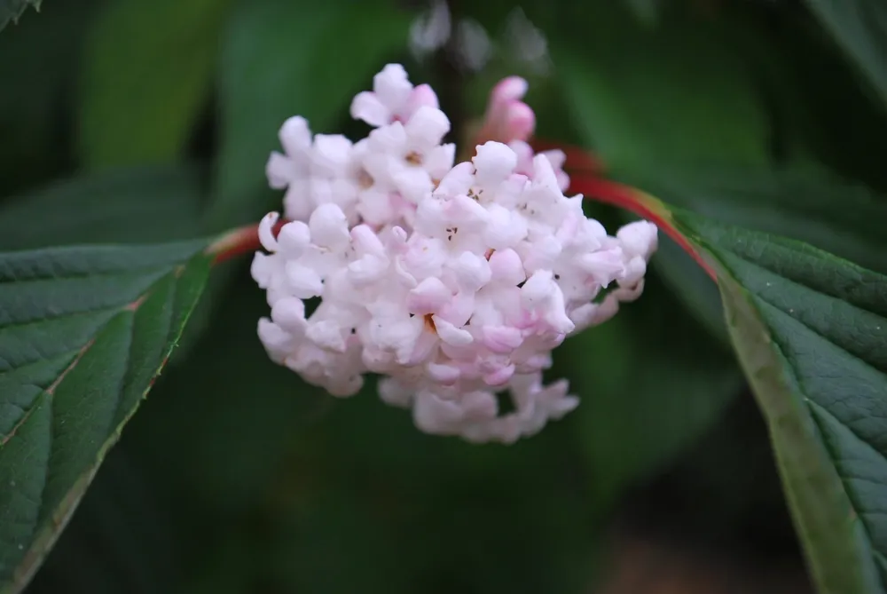 Viburnum bodnantense