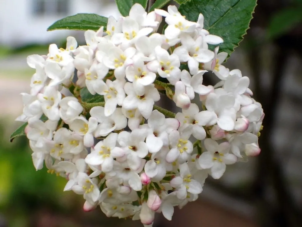 Viburnum carlcephalum