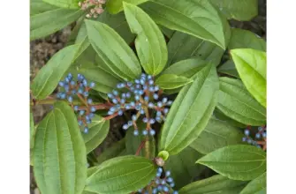 Viburnum davidii