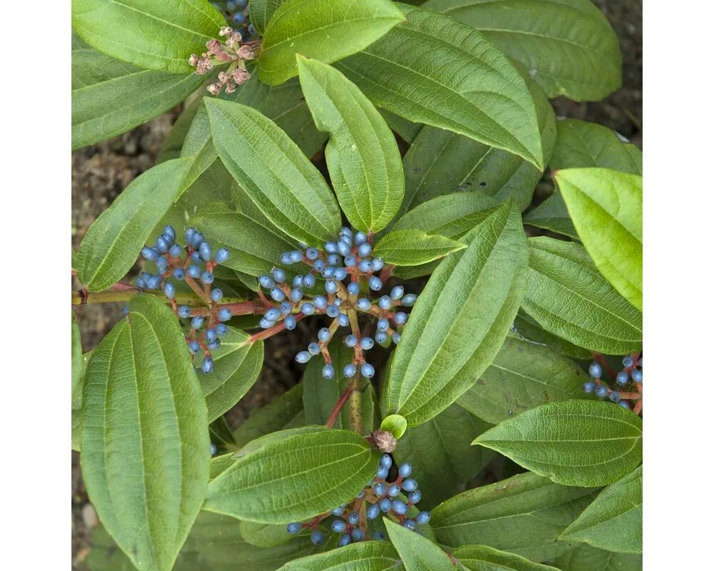 Viburnum davidii