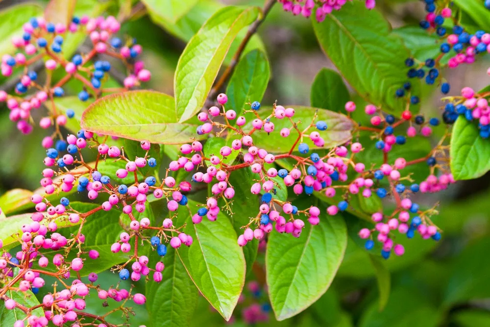 Viburnum davidii