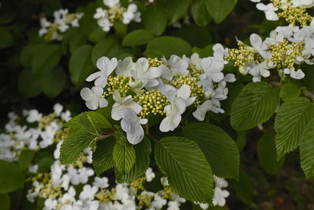 Viburnum plicatum