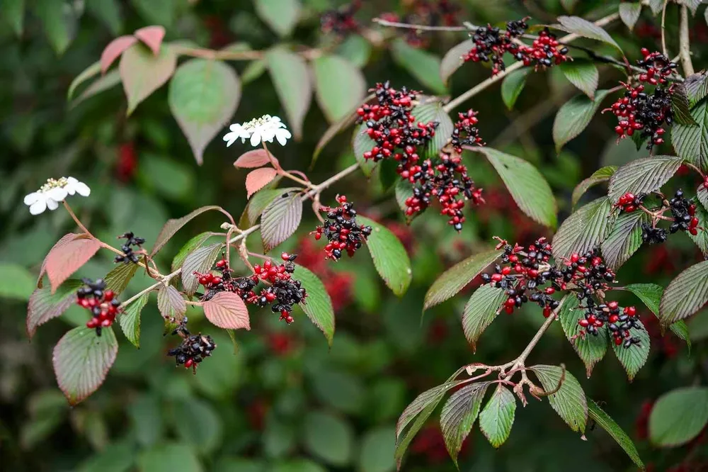 Viburnum plicatum