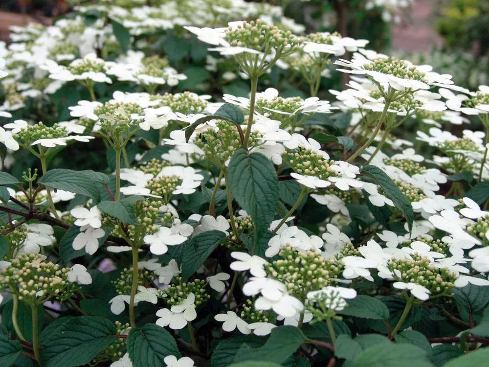 Viburnum plicatum