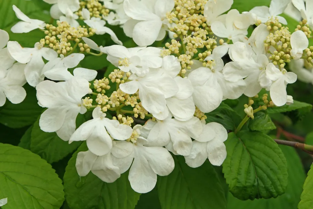 Viburnum plicatum