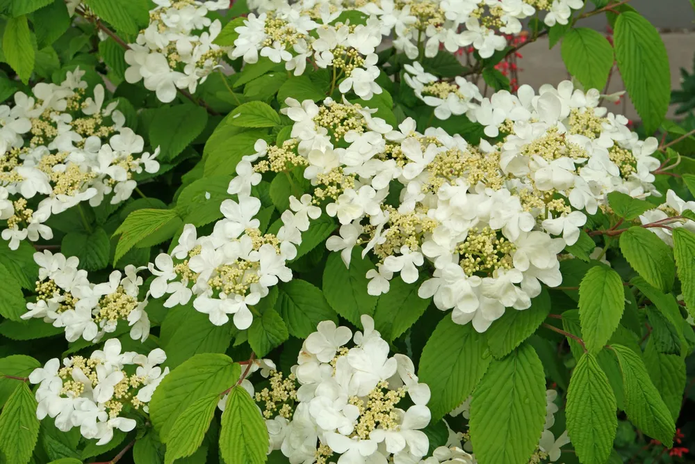 Viburnum plicatum