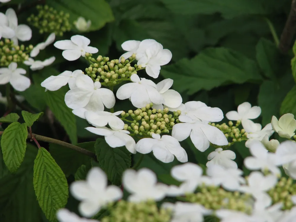 Viburnum plicatum Mariesii