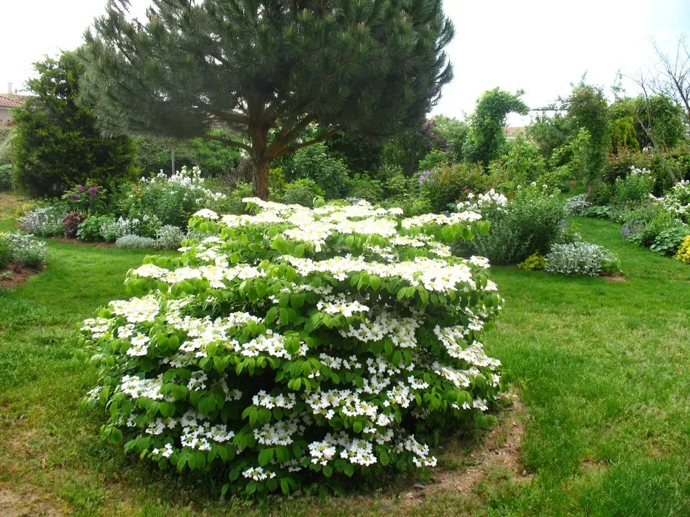 Viburnum plicatum Mariesii