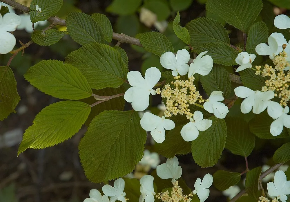 Viburnum plicatum Mariesii