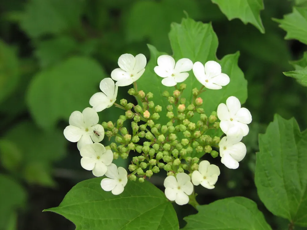 Viburnum trilobum