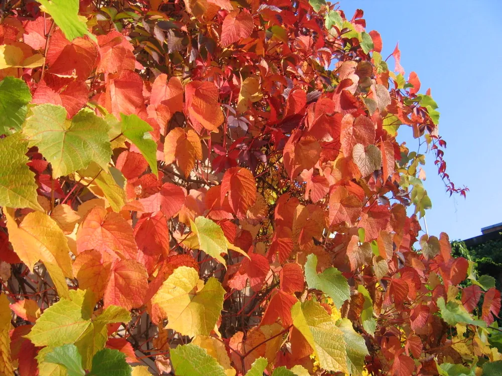 Виноград Амурский Vitis amurensis