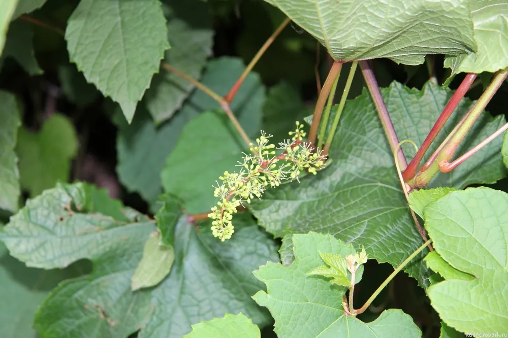 Виноград Амурский Vitis amurensis