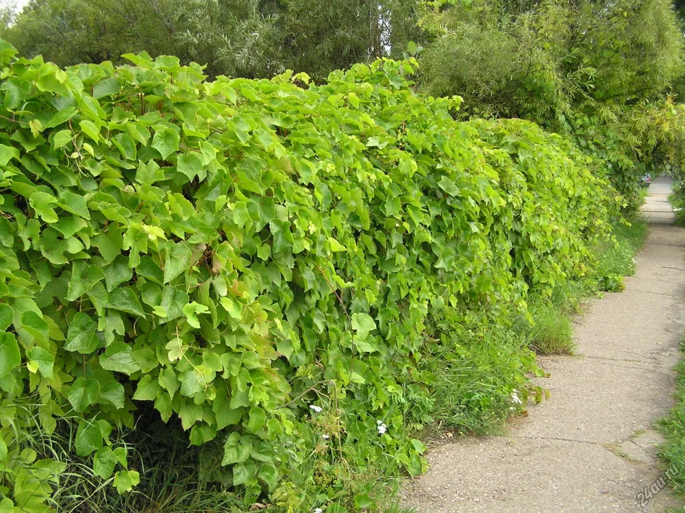 Виноград Амурский Vitis amurensis