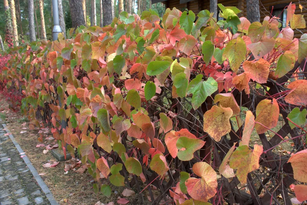 Виноград Амурский Vitis amurensis