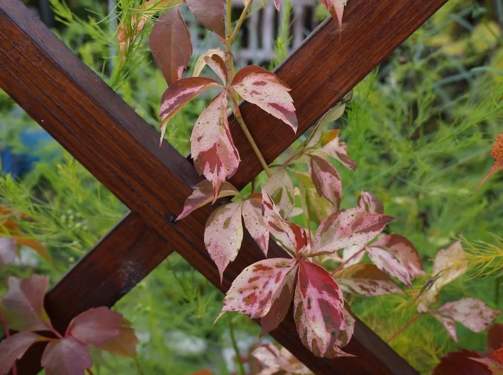 Виноград девичий пятилисточковый Parthenocissus quinquefolia