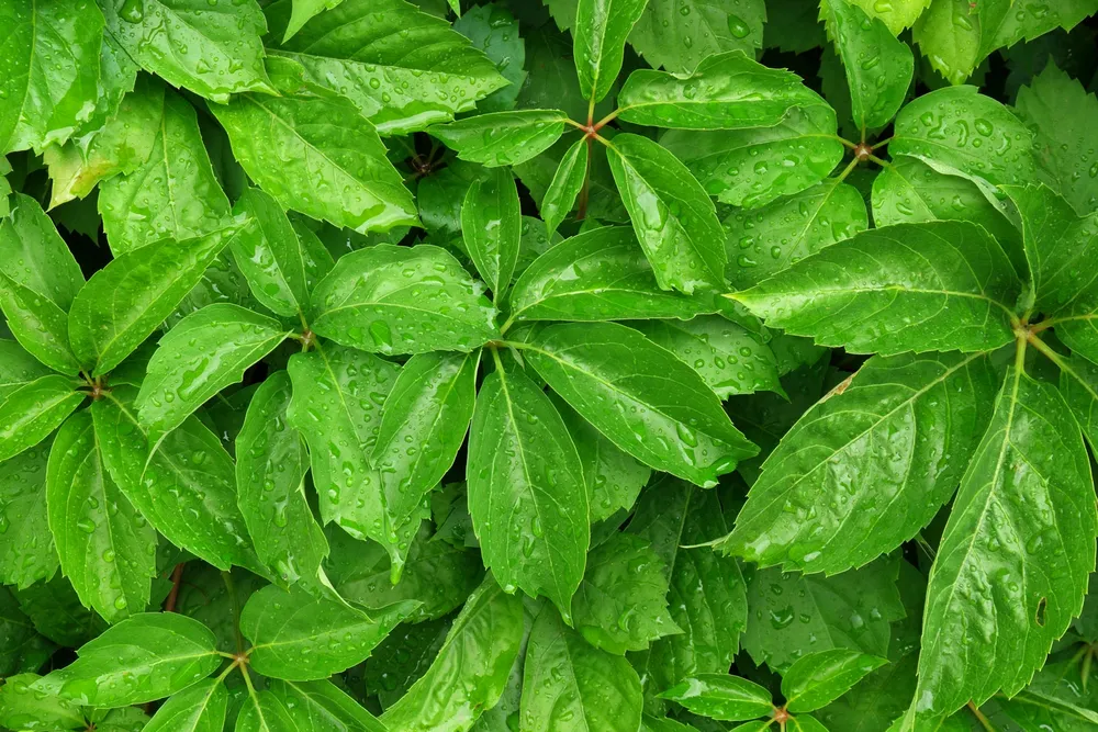 Виноград девичий пятилисточковый Parthenocissus quinquefolia